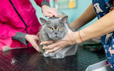 Why Choosing the Right Grooming Station Matters for Your Pet in San Diego