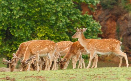 Through the Lens of Nature: How an Eloquent Image Brings Wildlife to Life