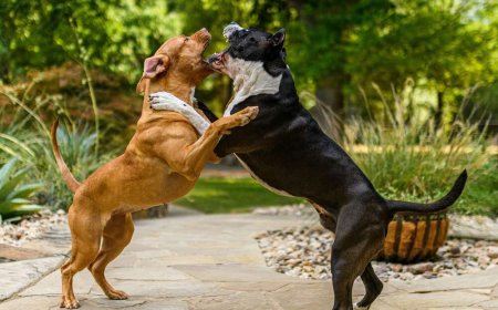 Most Aggressive Dog Breeds: Understanding Mean and Dangerous Dogs