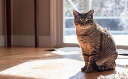 What Services Do NY Cat Sitting Experts at Gotham City Cat Care Include in a Visit?